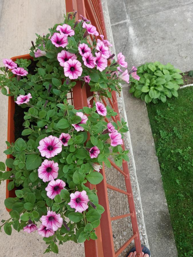 Apartments Mirkovic Cetinje Esterno foto